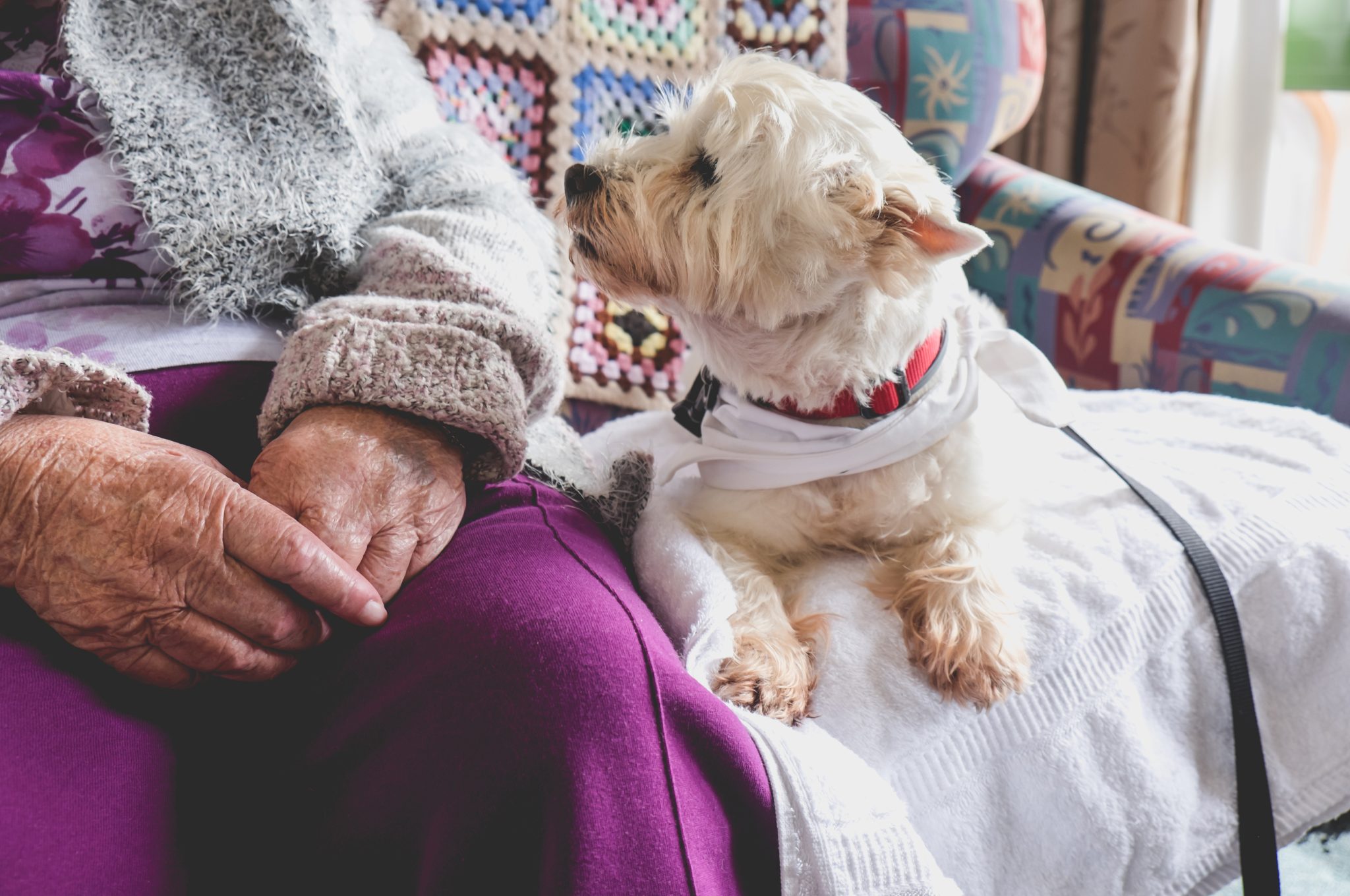The Healing Presence: How Pets Enhance the Lives of Assisted Living ...